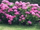 Photo suivante de Buire Les hortensias croulent sous les fleurs...