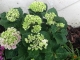 Photo suivante de Buire Variété blanche d'hortensias 