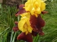 Photo précédente de Buire Iris jaune