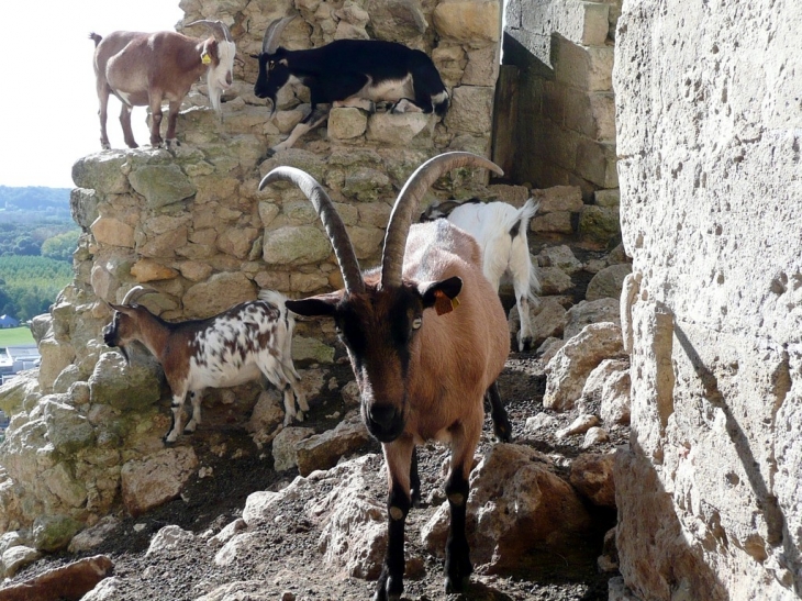 Les chèvres du chateau - Coucy-le-Château-Auffrique
