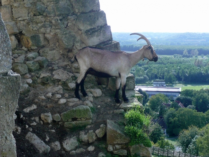 Chèvre du chateau - Coucy-le-Château-Auffrique