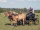 concours d'attelage