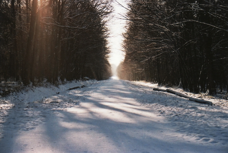 Route de forêt de Saint-Michel