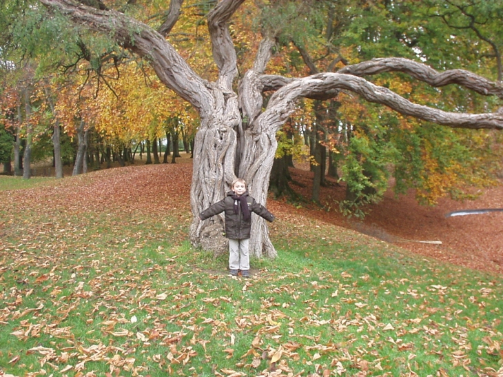 Vieil arbre dans le parc des buttes de chaumont - Tergnier