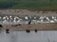 le parc ornithologique du Marquenterre