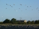 Photo suivante de La Tremblade Envol des mouettes sur les marais