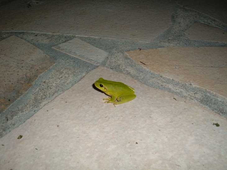 Rainette verte de la région de Chaucre - Saint-Georges-d'Oléron