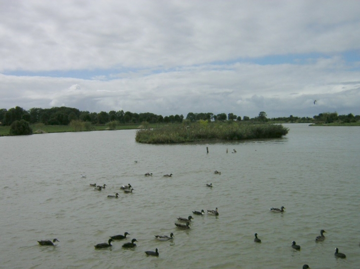 Les canards sur le lac - Saujon
