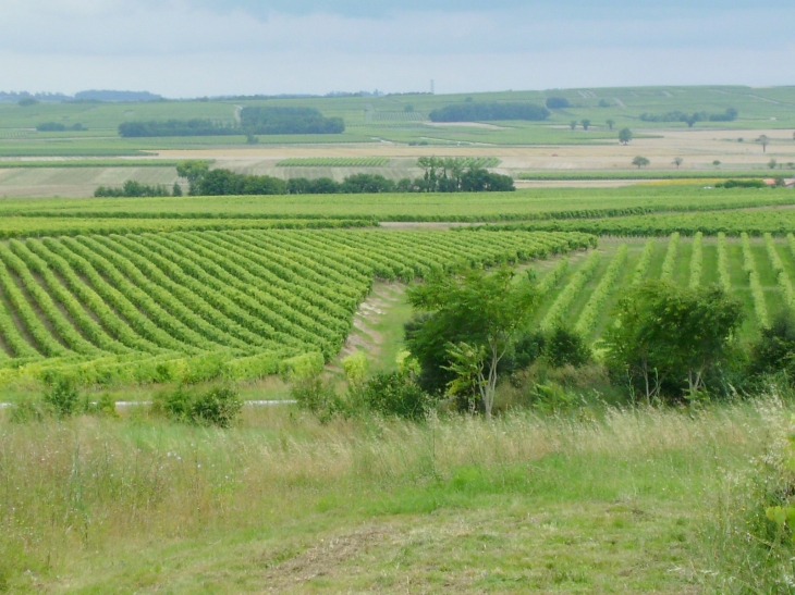 Le vignoble  du cognac - Bourg-Charente