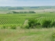 Photo précédente de Bourg-Charente Le vignoble  du cognac