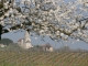 Photo précédente de Plassac-Rouffiac plassac les cerisiers en fleurs