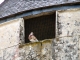 Pigeon dans la tour du château de Javarzay.