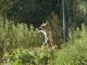 Photo suivante de Chizé zoo-de-chize- loup