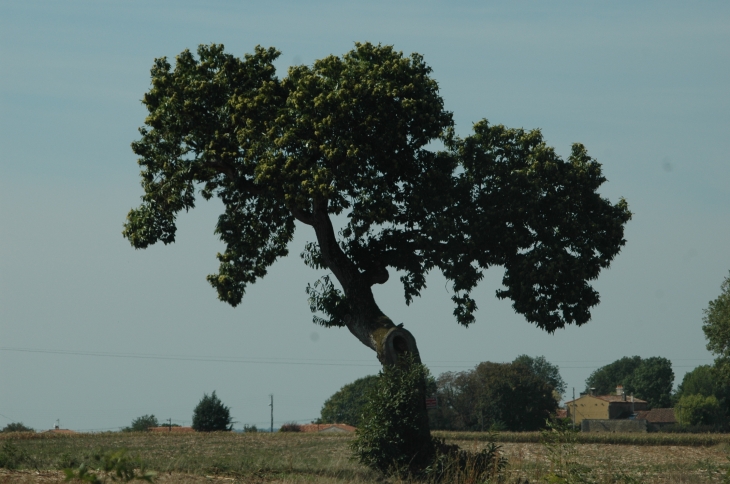 Arbre remarquable à Drahé - La Crèche