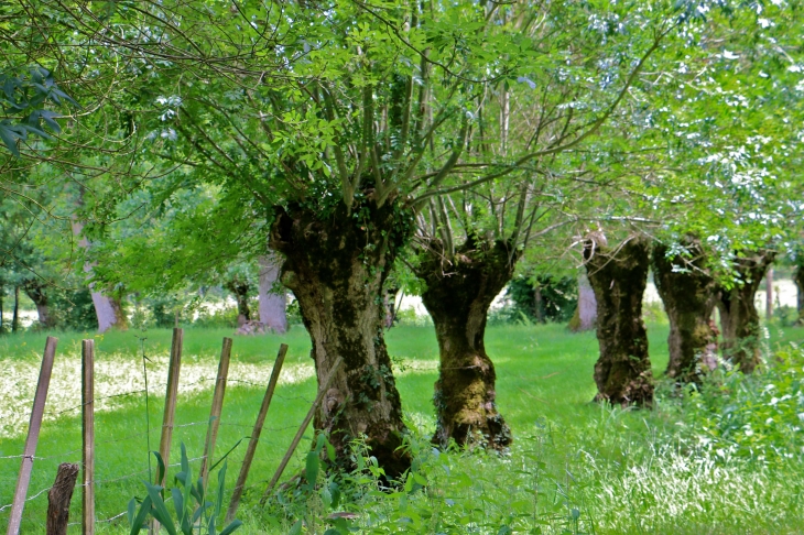 Le marais mouillé à Irleau : les chênes tétards - Le Vanneau-Irleau