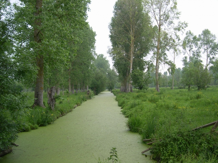 Conche du marais poitevin - Le Vanneau-Irleau