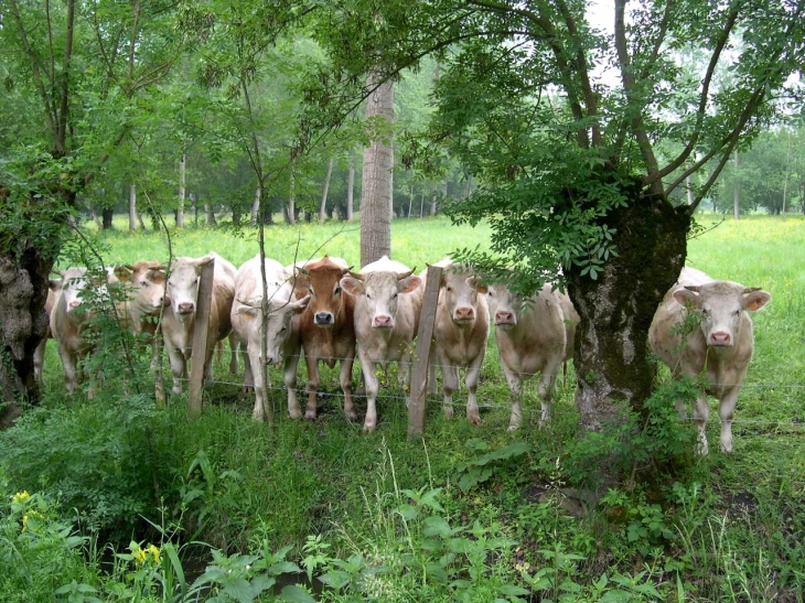 Des vaches dans le marais - Le Vanneau-Irleau