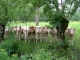 Photo précédente de Le Vanneau-Irleau des vaches dans le marais