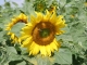 Photo précédente de Missé Sunflowers