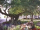 Photo suivante de Saint-Hilaire-la-Palud Arbre de la liberté sur la place de la mairie