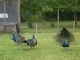 les paons du parc ornithologique