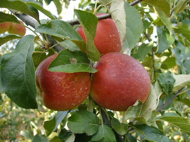 Pomme - Saint-Pardoux