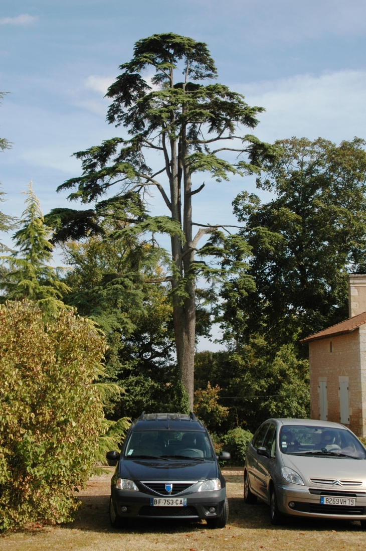 Un arbre remarquable dans le parc du chateau , parmis de nombreux  à découvrir  - Ayron