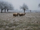 Photo précédente de Lauthiers moutons à la chaise