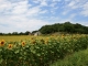 Photo suivante de Vicq-sur-Gartempe Nos champs de tournesols