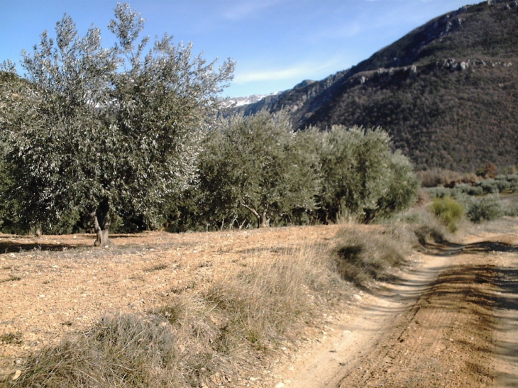 Chemin au milieu des oliviers - Estoublon