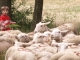 Photo suivante de Le Caire Le Caire : village d'élevage du mouton.