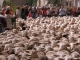 Sisteron proche Le Caire : Fête de l'agneau 24 Mai 2014