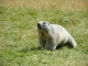 Photo suivante de Saint-Paul-sur-Ubaye marmotte 