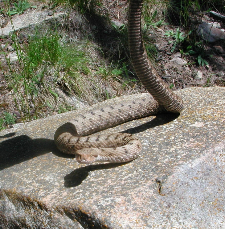 Restez tranquile SVP le temps de la photo ; souriez et fixez l'objectif  (ici une Vipère Aspic) - Bairols