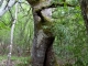 Photo suivante de Conségudes le chêne aux belles fesses qui fait un pas en avant ! 