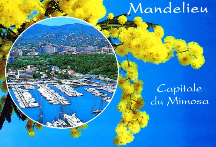 La Capitale du Mimosa (carte postale). - Mandelieu-la-Napoule