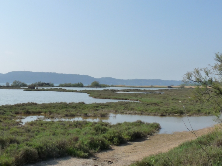 La Petite Camargue - Saint-Chamas