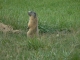 Photo précédente de Eygliers Des marmottes à moins de 1000m à Eygliers, fait unique en France!