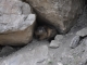 Photo précédente de Orcières Prapic, Parc des Ecrins, Marmotte