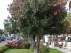 Photo précédente de Bandol Laurier-arbre