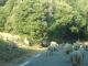 Les moutons sur la route de Baudinard