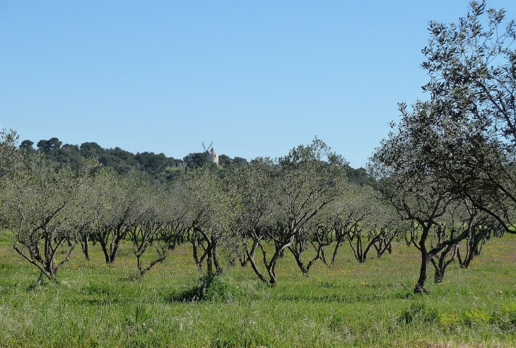 Ile-de-porquerolles oliviers - Hyères