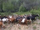 Photo précédente de Riboux les chèvres