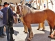 Le Village ( Fête du Poid-Chiche )