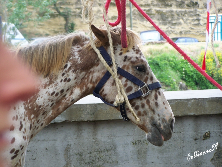 La féte du cheval a Bedarrides - Bédarrides