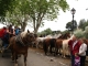 Photo suivante de Bédarrides la féte du cheval a Bedarrides