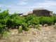 Photo suivante de Châteauneuf-du-Pape Ceps de vigne