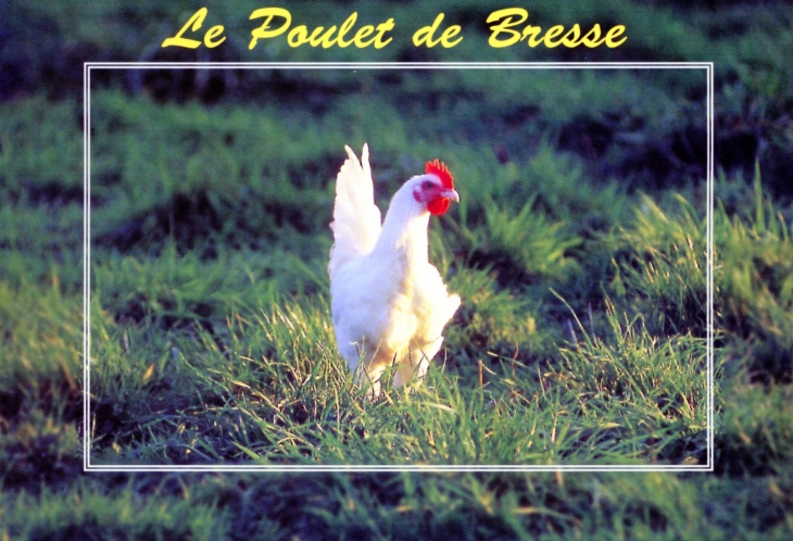 Seule espèce animale bénéficiant d'une appellation d'origine contrôléée (carte postale). - Bourg-en-Bresse