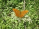 Un papillon chaleysien