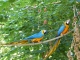 Villars Les Dombes. Parc ornithologique. Aras bleus. 